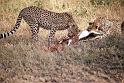 WT 1400 200-17 Kenya